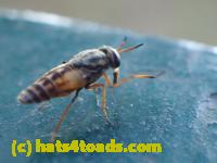 /home//u458753944/public_html/sourcegallery///////////////////Insects and small critters/flies (Diptera)/P7251256.JPG